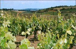 vignoble minervois